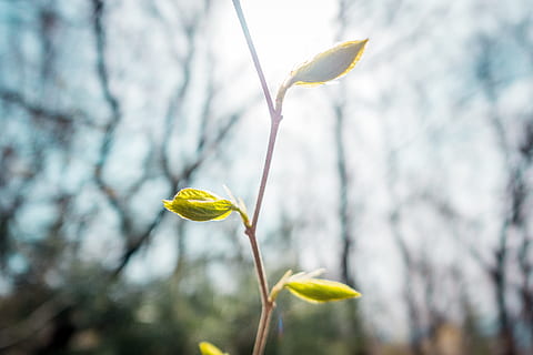 empezar, rama, brillante, brote, flora, flor, familia de la hierba, esperanza, hoja, planta, cielo, comienzo, amarillo, árbol, planta floreciendo, fragilidad, belleza en la naturaleza, naturaleza, vulnerabilidad, centrarse en primer plano, crecimiento, de cerca, frescura, día, al aire libre, nadie, tallo de la planta, primavera, cabeza de flor, 5K, CC0, dominio público, libre de derechos
