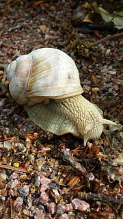Sommer-, Schnecke, Bugs, Muschel, Natur, Tier, Tierhülle, Tierwelt, Tierthemen, ein Tier, Tiere in freier Wildbahn, Nahansicht, keine Leute, Blatt, Land, Tag, Pflanzenteil, Schale, trocken, Feld, Gastropode, wirbellos, solide, Rock, draußen, Blätter, Kieselstein, 2K, CC0, gemeinfrei, lizenzfrei