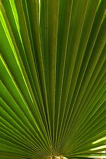 palmu, lapu, palmu koks, augu, palmu, lapas, koks, ventilatora palmu, raksturs, zaļa, palmu lapa, frond, augu daļa, zaļā krāsa, izaugsmi, tropu klimats, fona, pilna kadra, skaistums dabā, nav cilvēku, tuvplāns, dabisks modelis, modeli, teksturēta, ārā, abstrakts, abstrakts fons, lietus meži, 4K, CC0, publiskais domēns, bez atlīdzības