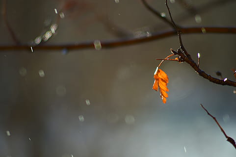 close, photo, brown, leaf, tree, sheet, spring, warm, city, drops, rain, orange, the lone, sharp, crisp, closeup, plant, branch, water, wind, oblique rain, sun, sunny day, day, sunny, bright, handsomely, plant part, focus on foreground, autumn, no people, nature, close-up, orange color, twig, change, outdoors, beauty in nature, selective focus, dry, tranquility, leaves, natural condition, 5K, CC0, public domain, royalty free