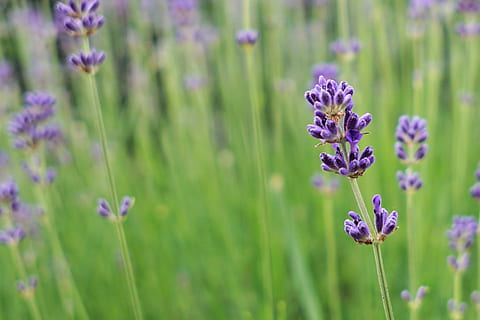 natur, felt, blomster, sommer, aromaterapi, aromatiske, blomst, blomstringen, blomstre, uklarhet, nærbilde, parfyme, duftende, hage, vekst, urt, urte, lavendel, syrin, utendørs, planter, lilla, landlig, duft, årstid, lukte, fiolett, offentlig domene bilder, blomstrende plante, anlegg, skjønnhet i naturen, friskhet, skjørhet, sårbarhet, petal, fokusere på forgrunnen, blomsterhodet, ingen folk, lavendel farget, plantestamme, land, pollinering, 4K, CC0, offentlig domene, opphavsrett gratis