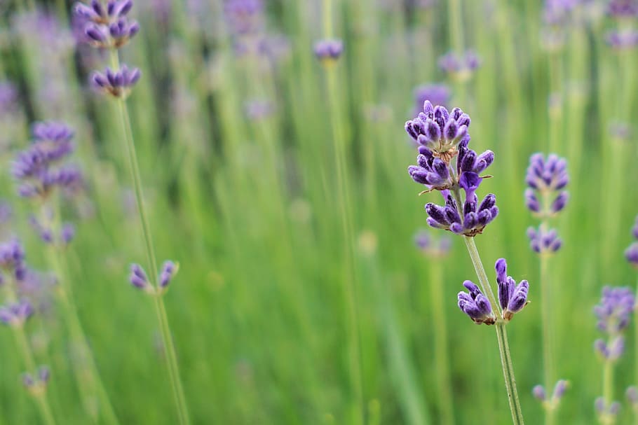 naturalesa, camp, flors, estiu, aromateràpia, aromàtic, florir, florint, flor, borrós, primer pla, fragància, fragant, jardí, creixement, herba, herbes, espígol, lila, a l'aire lliure, perfum, plantes, porpra, rural, aroma, temporada, olor, violeta, imatges de domini públic, planta amb flors, planta, bellesa a la natura, frescor, fragilitat, vulnerabilitat, pètal, centrar-se en primer pla, cap de flor, cap gent, color lavanda, tija de la planta, terra, polinització, 4K