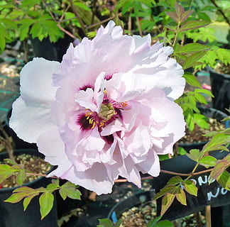 blomst, pæon, blomstring, knap, hvid, lyserød, have, blomstrende plante, plante, skrøbelighed, friskhed, sårbarhed, kronblad, skønhed i naturen, vækst, blomsterhoved, tæt på, blomsterstand, lyserød farve, plante del, natur, blad, pollen, ingen mennesker, dag, hvid farve, udendørs, 2K, CC0, offentligt domæne, royaltyfrie