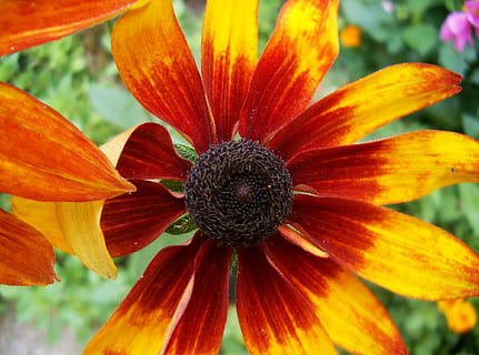 Echinacea, สีเหลือง, แดง, ดอกไม้, ไม้ดอก, กลีบดอกไม้, ความงามในธรรมชาติ, หัวดอกไม้, ช่อดอก, ความบอบบาง, ความอ่อนแอ, ความสด, ใกล้ชิด, ปลูก, การเจริญเติบโต, เรณู, สีส้ม, วัน, มุ่งเน้นไปที่เบื้องหน้า, ไม่มีคน, ธรรมชาติ, coneflower, กลางแจ้ง, 1080P, CC0, โดเมนสาธารณะ, ค่าลิขสิทธิ์ฟรี