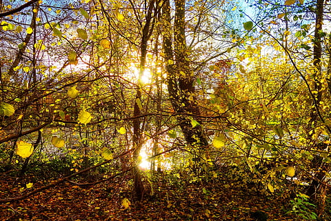 trees, forest, branches, foliage, autumn leaves, sunshine, sun shining through, sun shining through the trees, autumn colors, seasonal, november, tree, plant, autumn, change, tranquility, nature, land, beauty in nature, branch, growth, no people, sunlight, scenics - nature, tranquil scene, day, woodland, outdoors, non-urban scene, orange color, streaming, fall, 4K, CC0, public domain, royalty free