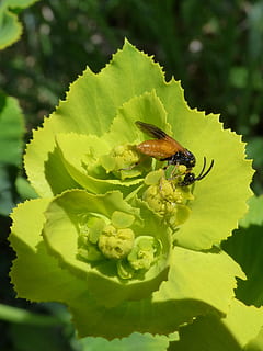 insecte, abella falsa, libar, flor, detall, invertebrat, animals a la natura, un animal, fauna animal, animal, planta, temes d'animals, creixement, planta amb flors, bellesa a la natura, naturalesa, primer pla, dia, color verd, part de la planta, full, vulnerabilitat, fragilitat, cap gent, cap de flor, a l'aire lliure, polinització, 2K, CC0, domini públic, lliure de regalies