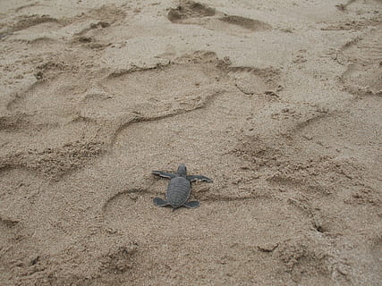 Turtle, Tortoise, Sand, Beach, Reptile, sand, beach, animal, aquatic, shell, island, tropical, environment, marine, life, one animal, animal wildlife, animals in the wild, animal themes, land, nature, high angle view, no people, vertebrate, day, lizard, outdoors, animal representation, full length, representation, 720P, CC0, public domain, royalty free