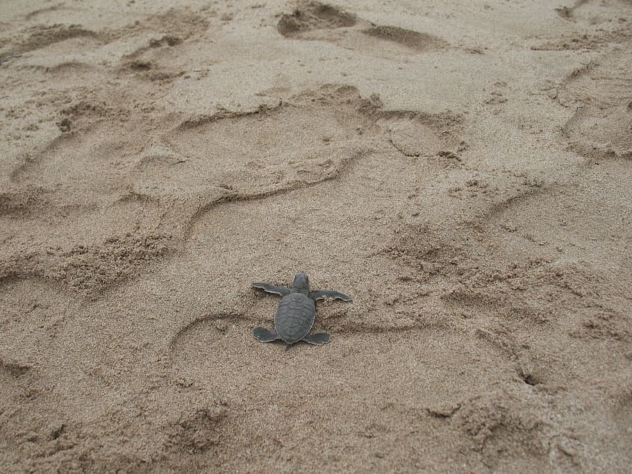 tortuga, sorra, platja, rèptil, sorra, platja, animal, aquàtics, shell, illa, tropical, medi ambient, marí, la vida, un animal, fauna animal, animals a la natura, temes d'animals, terra, naturalesa, vista d’angle alt, cap gent, vertebrats, dia, llangardaix, a l'aire lliure, representació animal, longitud completa, representació, 720P