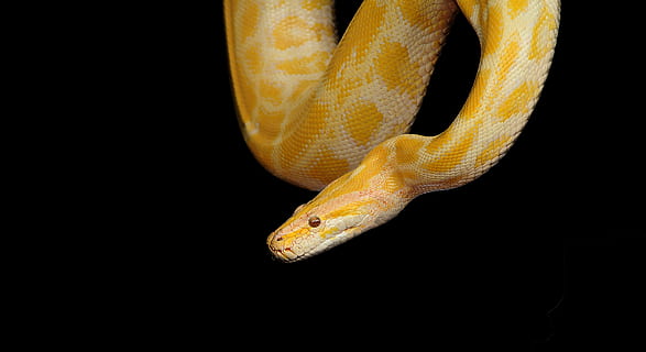 serpente giallo, serpente, pitone, pitone giallo, rettile, animale, natura, fauna, esotico, temi animali, un animale, vertebrato, fauna selvatica, sfondo nero, animali allo stato selvatico, parte del corpo animale, girato in studio, nessuno, avvicinamento, testa di animale, in casa, scala animale, velenoso, arricciato, animali in cattività, occhio animale, 4K, CC0, dominio pubblico, privo di copyright