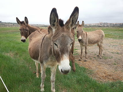 asini, pre, campo, mammifero, animale, temi animali, gruppo di animali, vertebrato, animali domestici, terra, erba, bestiame, domestico, fauna selvatica, pianta, asino, cielo, natura, giorno, due animali, animale da lavoro, nessuno, erbivoro, all'aperto, 2K, CC0, dominio pubblico, privo di copyright