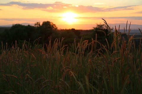 verde, campo d'erba, tramonto, solare, paesaggio, cielo, pianta, crescita, bellezza nella natura, la tranquillità, scenics - natura, campo, terra, agricoltura, raccolto, scena tranquilla, scena rurale, colore arancione, natura, azienda agricola, nessuno, ambiente, pianta di cereali, all'aperto, cielo romantico, 5K, CC0, dominio pubblico, privo di copyright