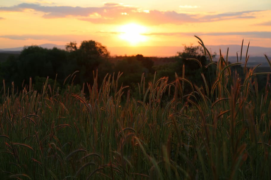 verde, campo d'erba, tramonto, solare, paesaggio, cielo, pianta, crescita, bellezza nella natura, la tranquillità, scenics - natura, campo, terra, agricoltura, raccolto, scena tranquilla, scena rurale, colore arancione, natura, azienda agricola, nessuno, ambiente, pianta di cereali, all'aperto, cielo romantico, 5K