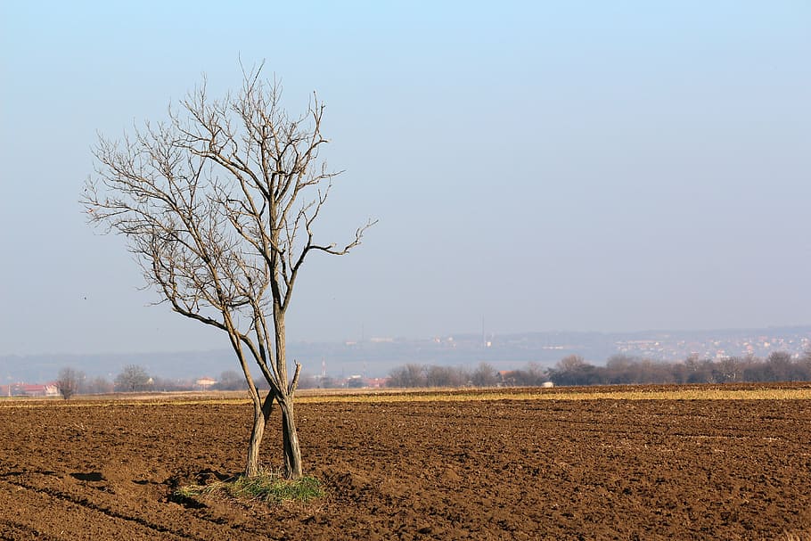 arbre, paisatge, naturalesa, sòl, cel, agronomia, arada, blau, agricultura, granja, escena rural, temporada, camp, brutícia, arbre nu, medi ambient, escena tranquil·la, tranquil·litat, terra, escenics - natura, planta, bellesa a la natura, dia, cap gent, cel clar, branca, a l'aire lliure, aïllat, 4K