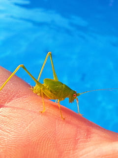 cavalletta, aragosta, piccolo, minuscolo, cavalletta verde, parte del corpo umano, mano umana, mano, animali allo stato selvatico, un animale, fauna selvatica, persona irriconoscibile, parte del corpo, persone reali, dito, dito umano, invertebrato, blu, insetto, una persona, avvicinamento, giorno, all'aperto, 1080P, CC0, dominio pubblico, privo di copyright
