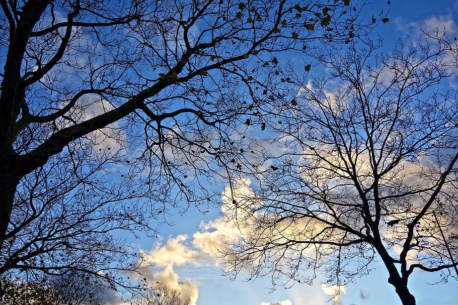 strom, vrcholky stromů, větev, holý strom, zimní strom, silueta, sezónní, listopad, nebe, rostlina, nízký úhel pohledu, Příroda, mrak - nebe, nikdo, modrý, klid, venku, den, krása v přírodě, růst, scenics - příroda, slunečního světla, soumrak, zimní, strom baldachýn, 4K