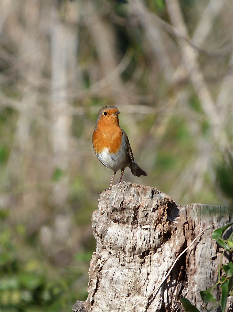 robin, tronc, pit-roig, ocell, un animal, posat, fauna animal, animals a la natura, tronc de l'arbre, material de fusta, centrar-se en primer pla, temes d'animals, arbre, animal, vertebrats, dia, cap gent, branca, naturalesa, primer pla, a l'aire lliure, escorça, liquen, 2K