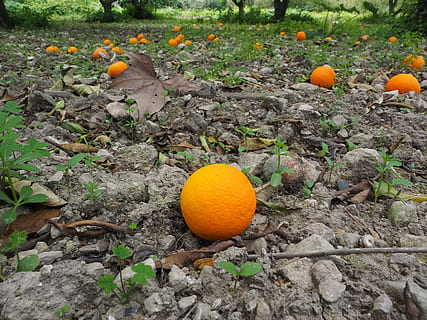 taronja, fruita, madur, inesperat, cítrics, saludable, vitamines, deliciós, color taronja, menjar, menjar i beguda, taronja - fruita, dia, planta, alimentació saludable, naturalesa, cap gent, creixement, carbassa, frescor, terra, camp, full, part de la planta, a l'aire lliure, 4K, CC0, domini públic, lliure de regalies