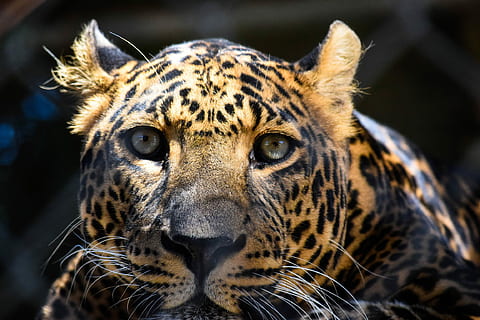 macan tutul coklat, fotografi jarak dekat, jaguar, macan tutul, kebun binatang, kecepatan, kucing, licik, margasatwa, liar, mata, potret, makro, Afrika, perjalanan, kerajaan hewan, Amerika Selatan, alam, hewan, tema binatang, satu binatang, satwa liar hewan, kucing besar, binatang di alam liar, mamalia, bagian tubuh hewan, melihat kamera, tidak ada orang, kepala hewan, merapatkan, fokus pada latar depan, tutul, karnivora, bertahan hidup, kumis, di luar rumah, kucing yang tidak diberi obat, agresi, 1080P, CC0, domain publik, bebas royalti
