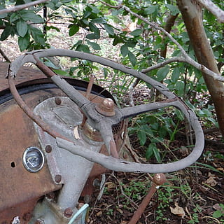 vell, gastat, rovellat, tractor, volant, vintage, antiguitat, envellit, marró, resistent, rústic, maquinària agrícola, espatllat, abandonat, aspre, aixafar, esquerdat, arruïnat, putrefacció, passat de moda, destrucció, planta, obsoleta, dia, cap gent, creixement, naturalesa, metall, terra, arbre, a l'aire lliure, primer pla, manera de transport, camp, declivi, branca, deteriorament, roda, 2K, CC0, domini públic, lliure de regalies