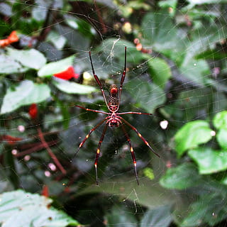 aranya, web, insecte, aràcnids, macro, teranyina, fragilitat, primer pla, centrar-se en primer pla, artròpode, invertebrat, animal, vulnerabilitat, temes d'animals, animals a la natura, fauna animal, naturalesa, cap gent, un animal, dia, bellesa a la natura, a l'aire lliure, cames d’animal, complexitat, 2K, CC0, domini públic, lliure de regalies