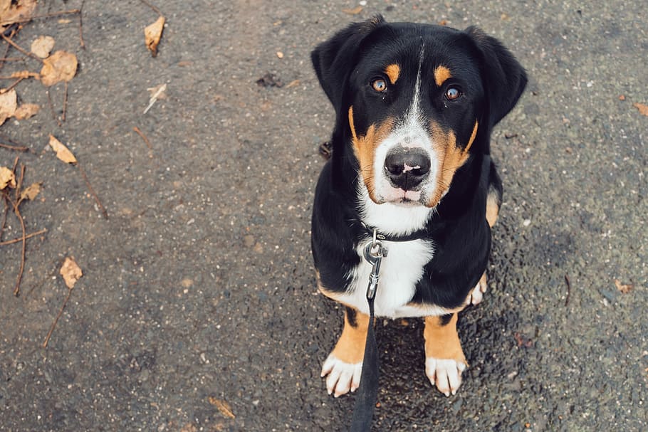 langcoated sort hund, et dyr, kæledyr, hund, indenlandske, hunde, husdyr, pattedyr, hvirveldyr, høj vinkel visning, kigger på kameraet, portræt, ingen mennesker, dag, sidder, sort farve, udendørs, natur, 4K