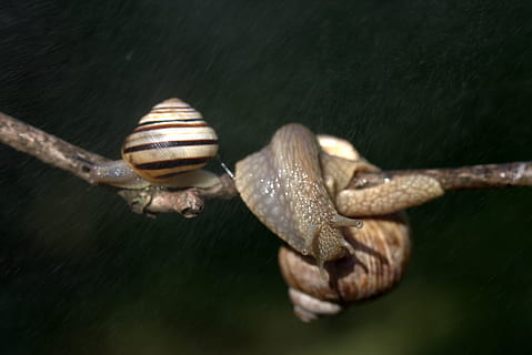 caramujos, Casey, viciado, chuva, Concha, chifres, natureza, animal, Caracol, fechar-se, viscoso, concha animal, temas animais, animais selvagens, um animal, animais em estado selvagem, molusco, invertebrado, gastrópode, parte do corpo animal, ninguém, tédio, inseto, antena animal, zoologia, rastejando, marinho, 4K, CC0, domínio público, royalty free