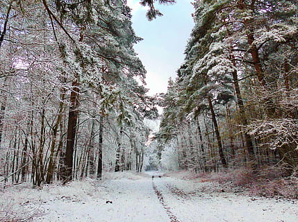 väg, omgiven, träd, dagtid, vinter-, skogsvägen, snö, vintrig, natur, snöig, atmosfärisk, vinterbild, vinterskog, morgon-, estetisk, växt, kall temperatur, vägen framåt, riktning, skönhet i naturen, lugn, minskande perspektiv, dag, lugn plats, landa, tillväxt, inget folk, scenics - natur, icke-urbana scenen, utomhus, treelined, lång, 4K, CC0, offentligt domän, royaltyfria