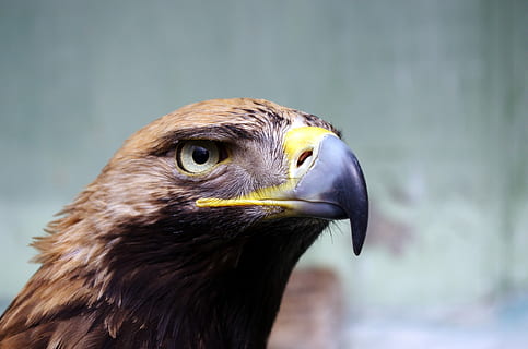 photographie de la faune, oiseau, aigle brun, Aigle, plume, le bec, œil, faune, oiseau de proie, prédateur, chasseur, faucon, zoo, accroché, chasse, sauvage, animal, vertébré, se concentrer sur le premier plan, thèmes animaux, un animal, la faune des animaux, animaux à l'état sauvage, fermer, regarder ailleurs, regardant, journée, personne, aigle - oiseau, partie du corps de l'animal, la nature, en plein air, tête d'animal, vue de profil, faucon - oiseau, oeil d'animal, 4K, CC0, domaine public, libre de droits