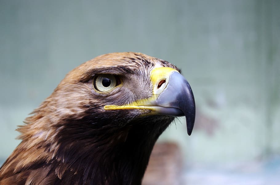 fotografie din fauna salbatica, pasăre, vultur brun, vultur, pană, cioc, ochi, animale sălbatice, pasăre de pradă, prădător, vânător, şoim, grădină zoologică, coroiat, vânătoare, sălbatic, animal, animale vertebrate, să se concentreze asupra primelor elemente, animale tematice, un animal, animale în sălbăticie, a închide, uitându-se departe, in cautarea, zi, nici o persoana, vulturul - pasăre, partea corpului animalului, natură, în aer liber, cap de animal, vizualizare profil, pui de somn, ochi de animale, 4K