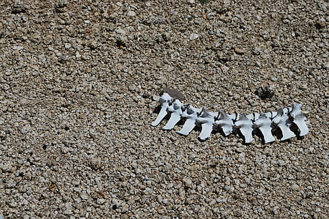 Skelett, tot, Rahmen, durstig, Natur, mystisch, Knochen, zerfallen, Strand, Sand, Tiere in freier Wildbahn, Tierwelt, keine Leute, Land, Tag, Tier, Tierthemen, High Angle View, ein Tier, draußen, Tierkörperteil, solide, Nahansicht, Reptil, Feld, Wirbeltier, Sonnenlicht, Kies, Kieselstein, Marine, Seestern, 2K, CC0, gemeinfrei, lizenzfrei