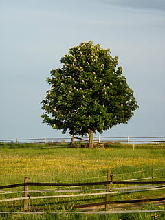 kestane, çiçek, Çiçek açmak, ağaç, atkestanesi türü bir ağaç, aesculus, yapraklar, beyaz, Çiçekler, kestane çiçeği, yeşil, çayır, bahar, çimen, doğa, Yaprak döken ağaç, kapasi padok, bitki, alan, gökyüzü, arazi, yeşil renk, büyüme, bariyer, çit, peyzaj, sınır, tarım, çevre, doğada güzellik, kırsal manzara, gün, insansız, huzur, açık havada, otçul, padok, 4K, CC0, kamu malı, telif ücretsiz