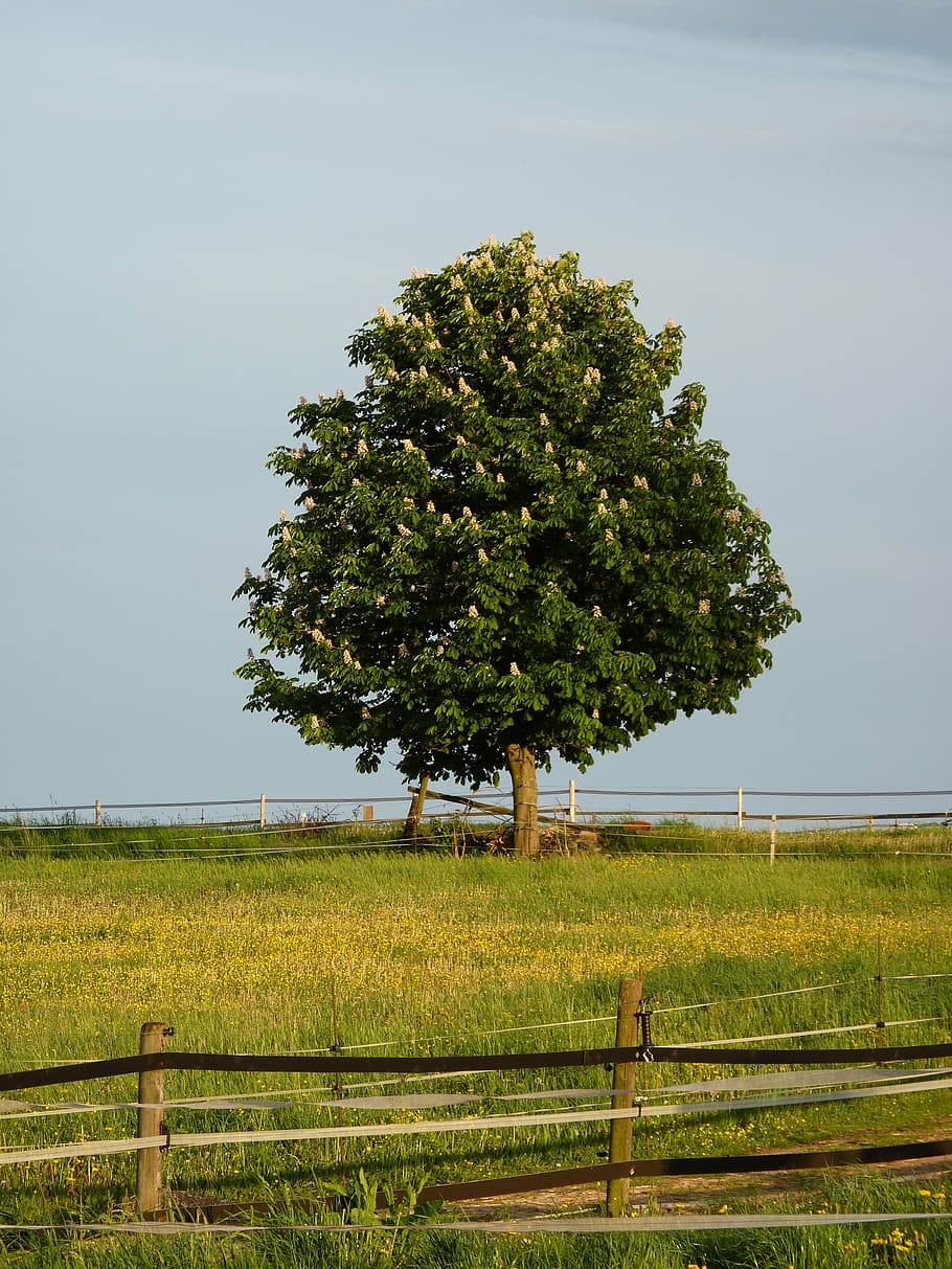 castanya, flor, florir, arbre, buckeye, aesculus, fulles, blanc, flors, flor de castanyer, verd, prat, primavera, herba, naturalesa, arbre caducifoli, kapasi paddock, planta, camp, cel, terra, color verd, creixement, barrera, tanca, paisatge, límit, agricultura, medi ambient, bellesa a la natura, escena rural, dia, cap gent, tranquil·litat, a l'aire lliure, herbívors, paddock, 4K