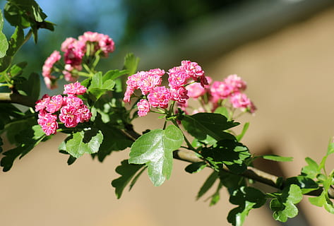 schließen, Foto, Rosa, Blütenblätter, tagsüber, Crataegus, Baum, Frühling, blühend, kann, Blumen, Natur, Vegetation, Zweig, geringer, blühender Baum, Pflanze, Blume, Schönheit in der Natur, blühende Pflanze, Pflanzenteil, Frische, Blatt, pinke Farbe, Nahansicht, Wachstum, keine Leute, Verletzlichkeit, Zerbrechlichkeit, Tag, Fokus auf den Vordergrund, draußen, grüne Farbe, Blütenkopf, Rose, lila, 4K, CC0, gemeinfrei, lizenzfrei
