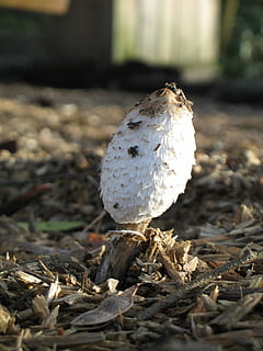 svamp, champignon, paddehat, spiring, rå, jordbaseret, coprin, ingen mennesker, dag, udendørs, natur, tæt på, fugl, dyre temaer, dyr, fokus på forgrunden, jord, sollys, dyreliv, et dyr, hvirveldyr, dyr i naturen, hvid farve, Mark, tør, selektiv fokusering, ungt dyr, overflade niveau, 1080P, CC0, offentligt domæne, royaltyfrie