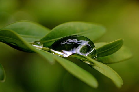 Blatt, Huka, tropfen, Wasser, Regen, Regentropfen, schließen, Grün, Natur, Pflanze, nass, grüne Farbe, Nahansicht, fallen, Pflanzenteil, Schönheit in der Natur, Frische, keine Leute, Blume, selektiver Fokus, blühende Pflanze, Zerbrechlichkeit, Wachstum, Verletzlichkeit, Reinheit, draußen, Tau, Edelstein, 4K, CC0, gemeinfrei, lizenzfrei