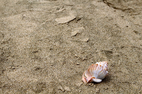 cáscara, arena playa, mar, naturaleza, arena, playa, verano, vacaciones, arena de playa, playa de arena, extracto de la playa, macro, decorativo, concha, Caracol de mar, brillar, Nueva Zelanda, isla del Norte, playa de noventa millas, 90 millas de playa, pasable, capa reinga, un animal, temas de animales, fauna animal, animales en la naturaleza, día, animal, tierra, nadie, mamífero, vista de alto ángulo, al aire libre, vertebrado, roedor, rata, submarino, nacional, de cerca, marina, 5K, CC0, dominio público, libre de derechos