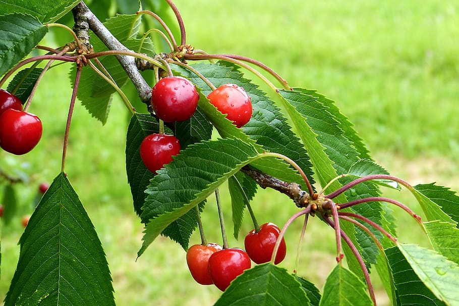 Kirsche, Natur, Sommerfrucht, berichtet, Sommer-, Obst, rot, gesund, köstlich, fruchtig, Blätter, Grün, Süße Kirsche, Blatt, Lebensmittel, reif, Beerenfrucht, grüne Farbe, Frische, Pflanze, Landwirtschaft, organisch, Ast, Nahansicht, gesundes Essen, Wachstum, Ernte, Essen und Trinken, Pflanzenteil, Baum, Schönheit in der Natur, Wohlbefinden, Fokus auf den Vordergrund, keine Leute, draußen, Kirschbaum, 4K