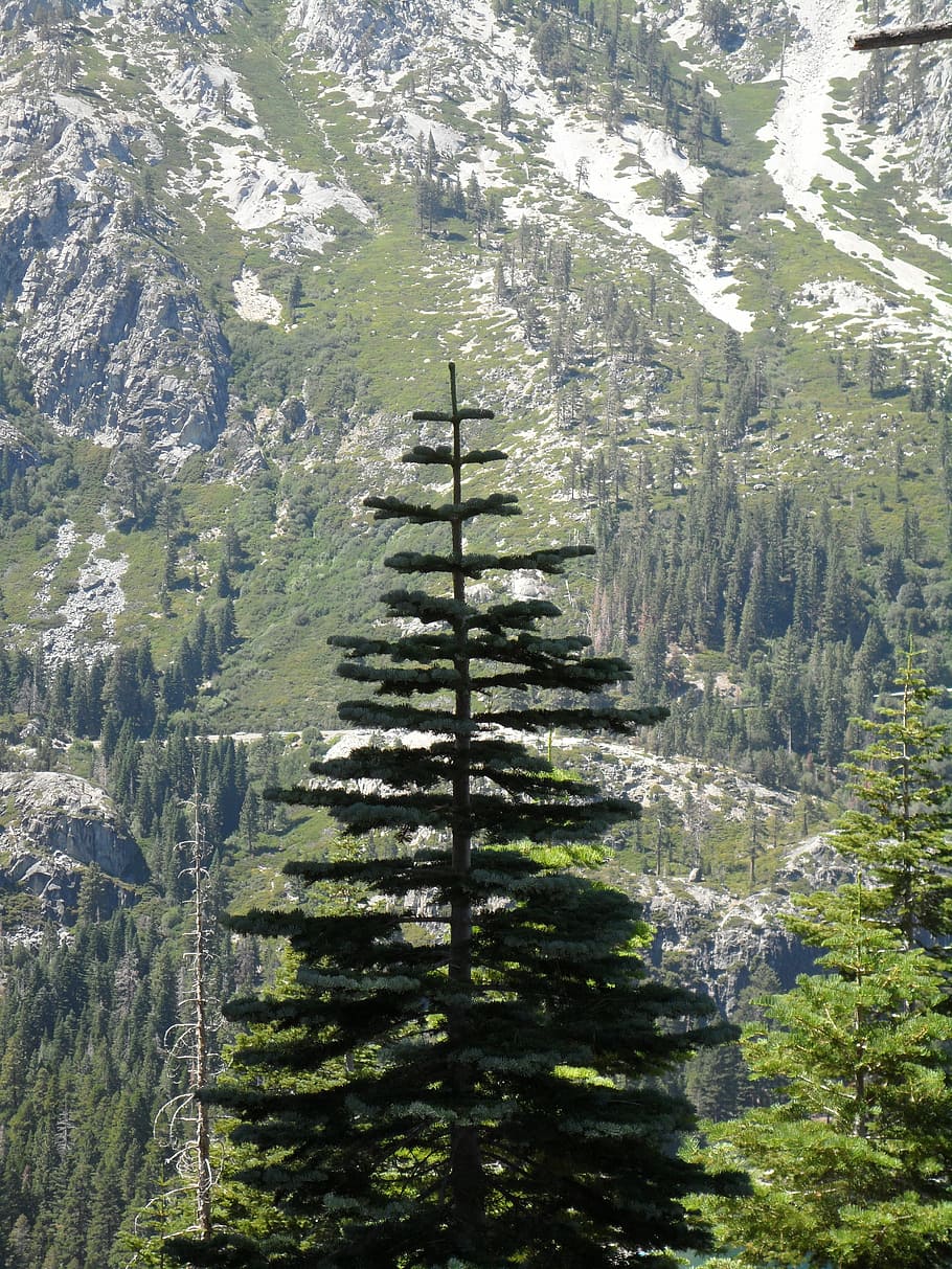 sosna, Las sosnowy, na dworze, drzewo, las, sceneria, pustynia, Góra, krajobraz, Natura, lato, podróżować, naturalny, skała, przygoda, szczyt, wędrówki, odbicie, sceniczny, park, dzień, żadnych ludzi, roślina, piękno natury, wzrost, spokój, scenics - natura, spokojna scena, wylądować, scena pozamiejska, zielony kolor, architektura, środowisko, idylliczny, światło słoneczne, drzewo iglaste, 4K