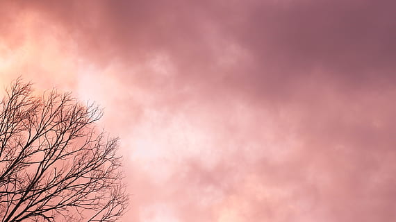 Sunset, Clouds, Sundown, Sunlight, Tree, sunset clouds, sky, orange, bare tree, nature, cloud - sky, backgrounds, pink color, beauty in nature, low angle view, no people, plant, tranquility, dramatic sky, scenics - nature, outdoors, branch, silhouette, copy space, orange color, purple, romantic sky, 5K, CC0, public domain, royalty free