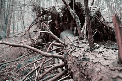 albero morto, asciutto, vecchio, albero, morto, nodoso, ceppo, estetico, legna, natura, tronco d'albero, ramo, foresta, albero nudo, giorno, pianta, nessuno, tronco, terra, concentrarsi sulle conoscenze acquisite, legno - materiale, strutturato, all'aperto, albero caduto, la tranquillità, legname, pianta morta, bosco, abbaiare, 5K, CC0, dominio pubblico, privo di copyright