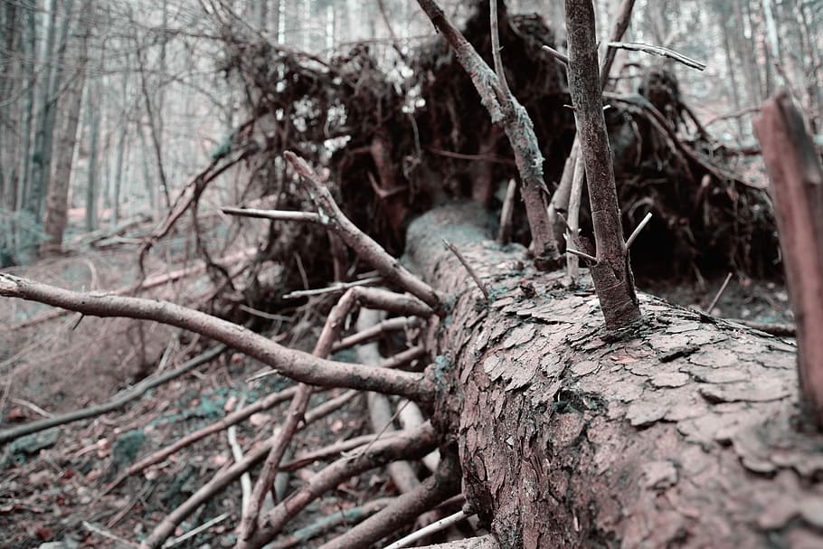 albero morto, asciutto, vecchio, albero, morto, nodoso, ceppo, estetico, legna, natura, tronco d'albero, ramo, foresta, albero nudo, giorno, pianta, nessuno, tronco, terra, concentrarsi sulle conoscenze acquisite, legno - materiale, strutturato, all'aperto, albero caduto, la tranquillità, legname, pianta morta, bosco, abbaiare, 5K
