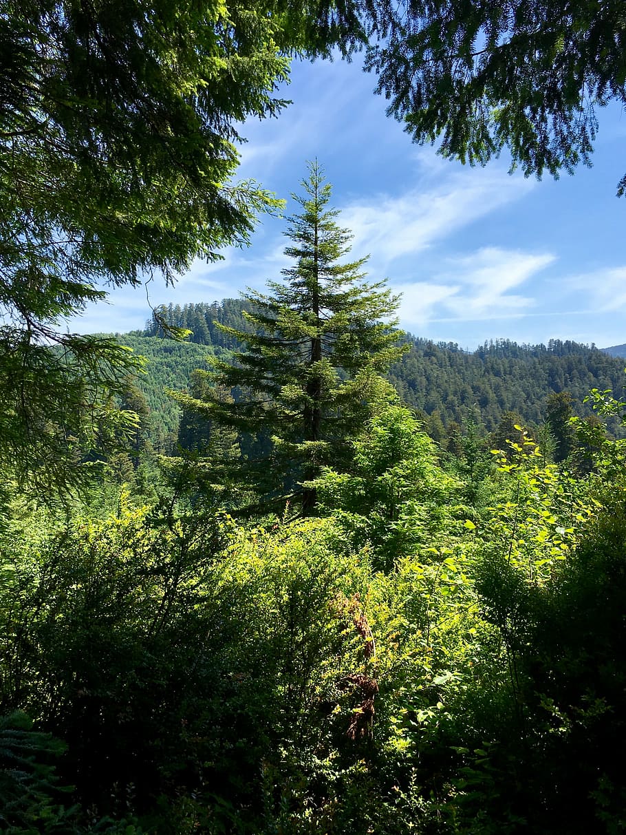 arbres, bosc, s, arbres forestals, naturalesa, paisatge, verd, fusta, medi ambient, branques, desert, planta, arbre, creixement, bellesa a la natura, color verd, tranquil·litat, escena tranquil·la, cel, terra, escenics - natura, dia, cap gent, escena no urbana, núvol - cel, a l'aire lliure, idíl·lic, llum solar, arbre de coníferes, 2K