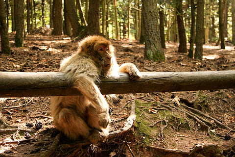 mico, bosc, zoo, temes d'animals, arbre, animal, mamífer, fauna animal, primat, animals a la natura, terra, vertebrats, planta, naturalesa, tronc de l'arbre, tronc, dia, un animal, assegut, llum solar, cap gent, a l'aire lliure, 4K, CC0, domini públic, lliure de regalies