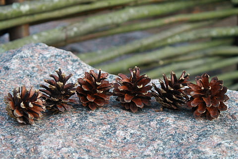Zapfen, Baum, Stein, Natur, Sommer-, keine Leute, Tag, Blume, Zerbrechlichkeit, draußen, Nahansicht, Blatt, Pflanzenteil, Pflanze, Fokus auf den Vordergrund, selektiver Fokus, Tannenzapfen, Schönheit in der Natur, braun, Holz - Material, Frische, trocken, Wachstum, blühende Pflanze, Verletzlichkeit, Veränderung, Blätter, 4K, CC0, gemeinfrei, lizenzfrei