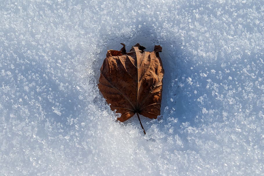 hivern, full, Blancaneus, mort, gelades, neu, blanc, fulla congelada, zers, naturalesa, fred, cristalls de gel, congelat, no fred, temperatura, fullatge, temporada, fred - temperatura, a l'aire lliure, temps, cap gent, dia, fauna animal, temperatura de fred, part de la planta, sec, canvi, tardor, directament a sobre, bellesa a la natura, vista d’angle alt, primer pla, vena de la fulla, marró, fulles, nevar, condició natural, 4K
