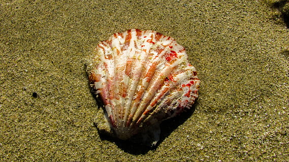shell, strand, strand, sand, natur, muslingeskal, skal, strand, sand, ingen mennesker, hav liv, dyre temaer, jord, hav, høj vinkel visning, dyr, tæt på, dag, dyreliv, udendørs, dyr i naturen, vand, undervands-, marine, et dyr, undersøiske, 4K, CC0, offentligt domæne, royaltyfrie