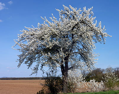 drzewo, wiśnia, wiosna, kwiaty wiśniowe, rozkwit, Oddział, niebo, Natura, niebieski, kwiat, roślina, piękno natury, wzrost, dzień, żadnych ludzi, kwitnąć, roślina kwitnąca, kruchość, świeżość, wrażliwość, czyste Niebo, drzewo owocowe, światło słoneczne, na dworze, Kwiat Wiśni, Wiśniowe drzewo, 2K, CC0, domena publiczna, darmowe zdjęcia