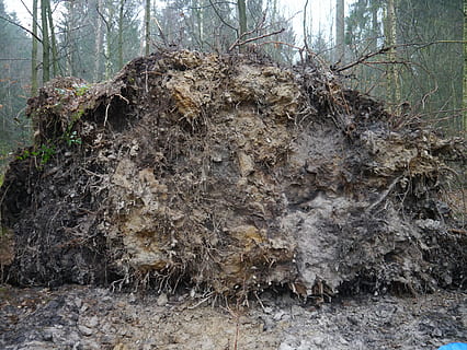 albero, radice, inoltrare, rovesciato, foresta, vento, le foglie, pianta, terra, natura, giorno, crescita, nessuno, tronco d'albero, tronco, la tranquillità, campo, bosco, all'aperto, asciutto, pianta morta, parte vegetale, problemi ambientali, la deforestazione, abbaiare, 4K, CC0, dominio pubblico, privo di copyright