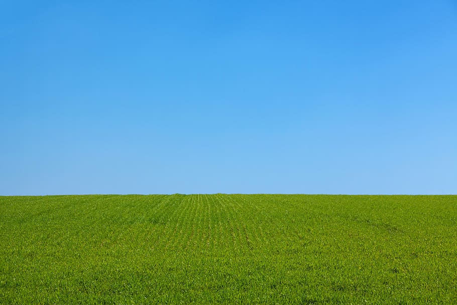 campo de grama verde, fundo, azul, limpar \ limpo, Claro, dia, campo, dom, grama, verde, panorama, gramado, natureza, exterior, parque, avião, plantar, céu, espaço, Primavera, verão, agricultura, cena rural, cor verde, Prado, ao ar livre, terra, origens, Fazenda, meio Ambiente, copie o espaço, horizonte sobre a terra, céu limpo, horizonte, beleza na natureza, crescimento, tranquilidade, horizonte urbano, ninguém, vento, 4K