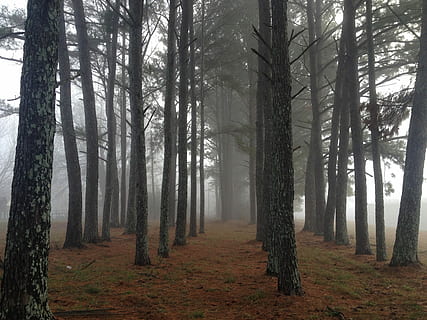 Marrone, alberi, coperto, bianca, nebbia, foresta nebbiosa, albero, foresta, natura, autunno, paesaggio, quercia, legna, crepuscolo, all'aperto, riga, pianta, terra, tronco d'albero, tronco, bosco, la tranquillità, bellezza nella natura, scena tranquilla, scena non urbana, scenics - natura, ambiente, crescita, nessuno, giorno, treelined, albero di conifere, 2K, CC0, dominio pubblico, privo di copyright
